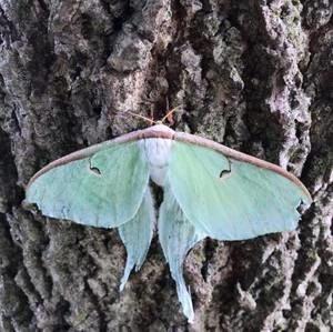 Meet your Posher, Joelle